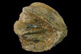 Blastoid (Pentremites) Fossil - West Virginia #135584-1